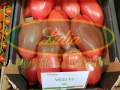 POMIDOR V633 (CORNAROSE) F1 250 n#1