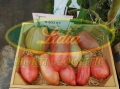 POMIDOR V633 (CORNAROSE) F1 250 n#2
