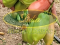 POMIDOR V633 (CORNAROSE) F1 250 n#4