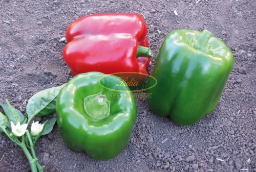 PAPRYKA BASALT 1 tys