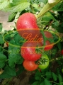 POMIDOR GUSTO PINK 500 n#2