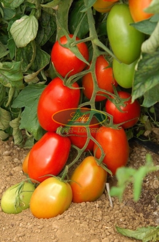 POMIDOR OCEANO F1 250n