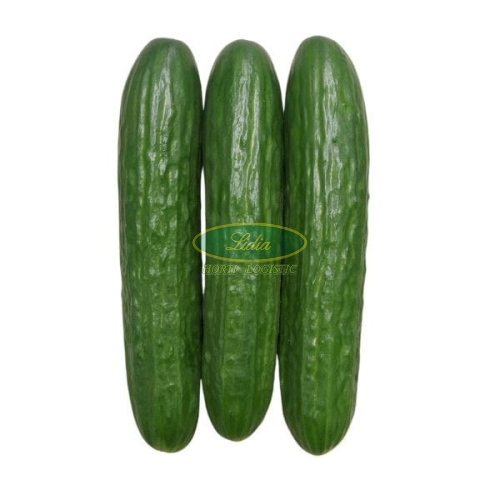 OGÓREK DELICTO F1 500 n