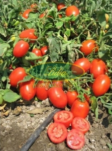 POMIDOR EARLY FIRE 2,5T