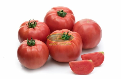 POMIDOR SONGUL 100 NASION