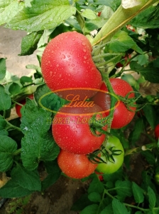 POMIDOR GUSTO PINK 100 n