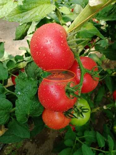 POMIDOR GUSTO PINK 100 n