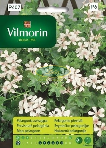 PELARGONIA ZWISAJĄCA BIAŁA 7n