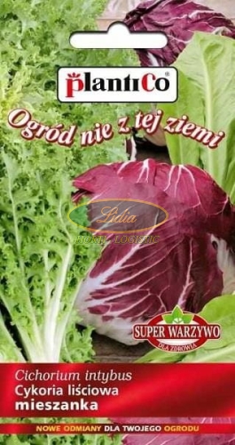 CYKORIA LIŚCIOWA MIESZANKA 2g