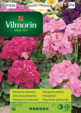 PELARGONIA RABATOWA RÓŻOWA 10n