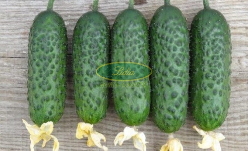 OGÓREK SV3506CV F1 250n NON-TREATED