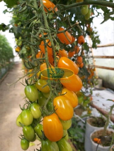 POMIDOR KAJSA SWEET 100n