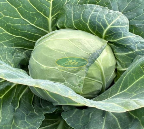 KAPUSTA BIAŁA SENNA 2,5tys