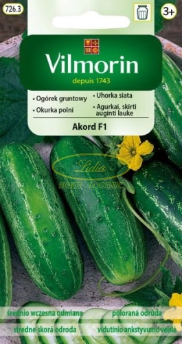 OGÓREK AKORD F1 20z