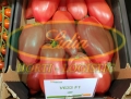 POMIDOR V633 (CORNAROSE) F1 250 n#5