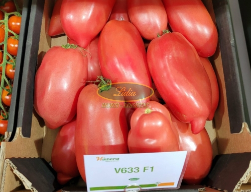 POMIDOR V633 (CORNAROSE) F1 250 n