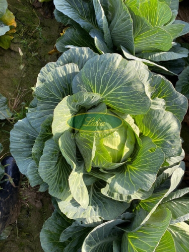 KAPUSTA LONGMA 2,5 TYS