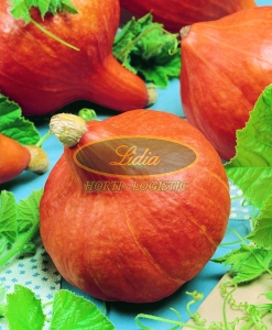 DYNIA HOKKAIDO ORANGE 100g