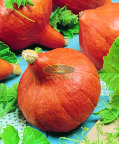DYNIA HOKKAIDO ORANGE 100g