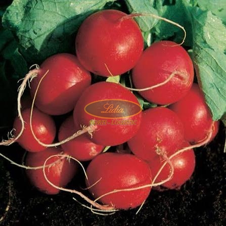 RZODKIEWKA ROSSO TONDO 500n