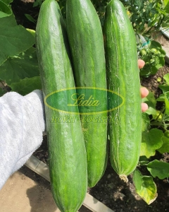 OGÓREK SALADIN F1 0,8g