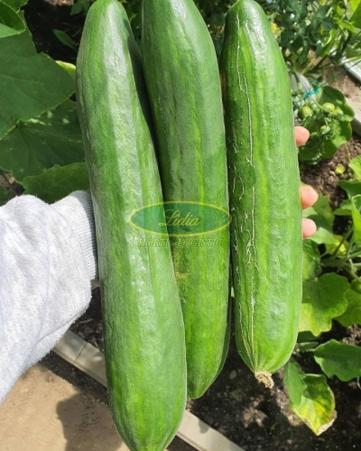 OGÓREK SALADIN F1 0,8g