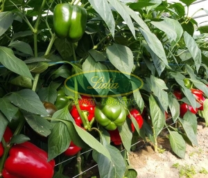 PAPRYKA FELICITA 500 N
