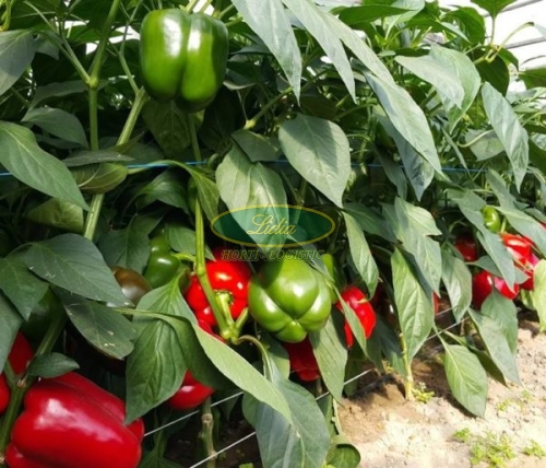 PAPRYKA FELICITA 500 N