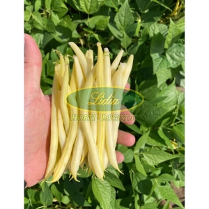 FASOLA TYCZNA SZPARAGOWA ŻÓŁRA GOLD DIGGER 1kg