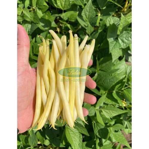 FASOLA TYCZNA SZPARAGOWA ŻÓŁRA GOLD DIGGER 1kg