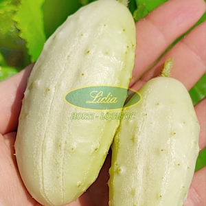 OGÓREK WHITE WONDER 2g BIAŁY OGÓREK