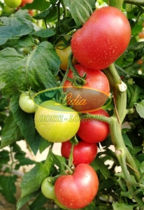 POMIDOR FUCHSIA 500n
