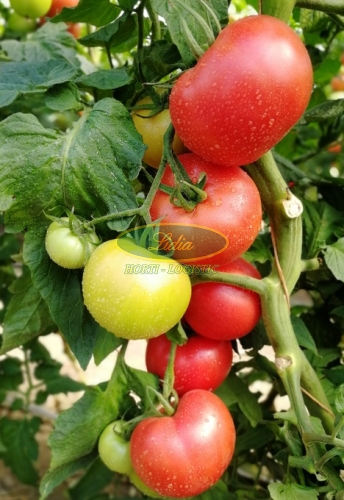 POMIDOR FUCHSIA 500n