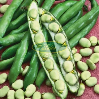 BÓB SUPERAGUADULCE