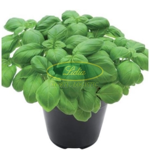 BAZYLIA LUCIA 10 g