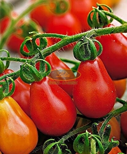 POMIDOR KOKTAJLOWY RED PEAR 0,3g
