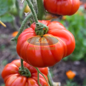 POMIDOR DELIZIA 0,1 g