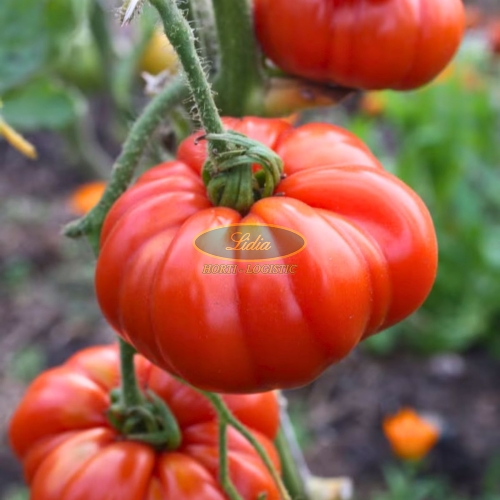 POMIDOR DELIZIA 0,1 g