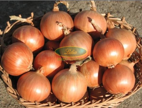 CEBULA RIJNSBURGER-5 250tys S