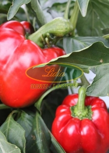 PAPRYKA CALIFORNIA WONDER 0,5g