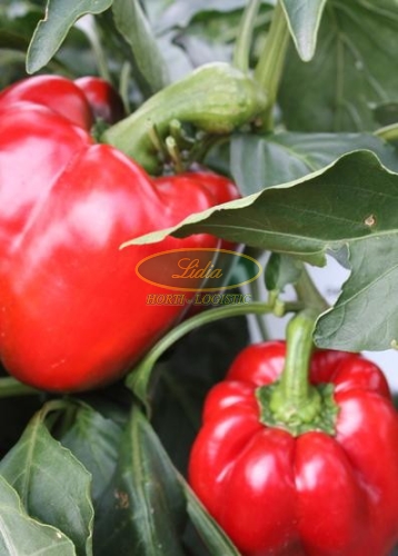 PAPRYKA CALIFORNIA WONDER 0,5g