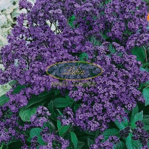 HELIOTROP PERUWIAŃSKI 0,05g