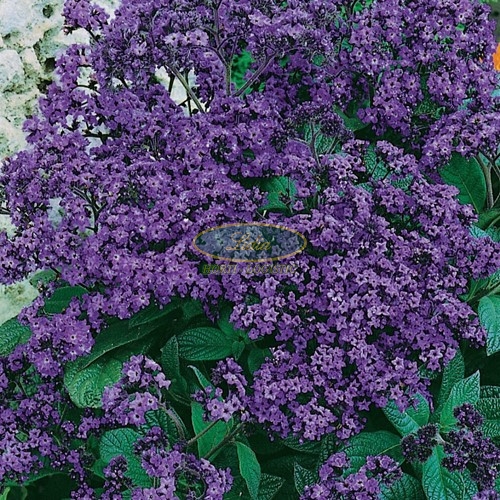 HELIOTROP PERUWIAŃSKI 0,05g