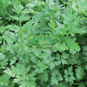 PIETRUSZKA NACIOWA LAURA 250 g