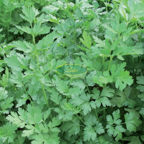 PIETRUSZKA NACIOWA LAURA 250 g