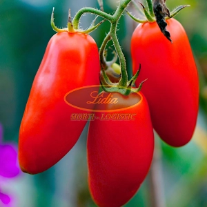 POMIDOR SAN MARZANO 0,5g