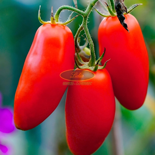 POMIDOR SAN MARZANO 0,5g