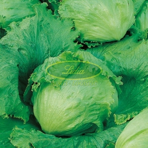 SAŁATA KRÓLOWA LATA 1g