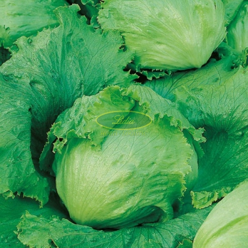 SAŁATA KRÓLOWA LATA 1g