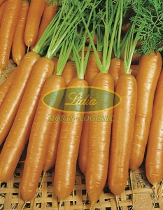 MARCHEW BERLIKUMER 2 500g